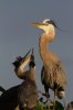 Wakodahatchee_Wetlands_Great_Blue_Heron_Nesting-12B.jpg