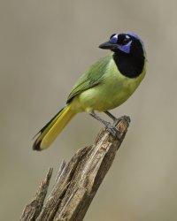 mics birds and animals for screen saver 025.jpg