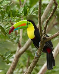 keel billed toucan.jpg