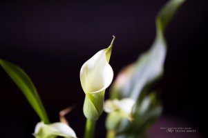 First Samples-2.jpg