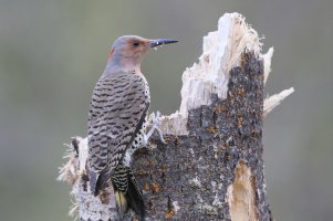 YS Northern flicker_31702.JPG