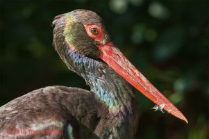 Schwarzstorch_ITK5479 V2.JPG