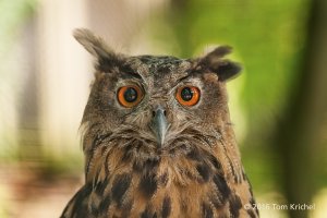 BuboBubo RS_ITK4959 V2.JPG