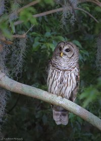 Barred Owl-0996.JPG