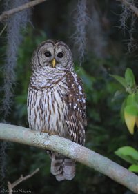 Barred Owl-1017.JPG
