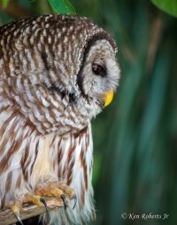 2 Barred Owl Mount Dora, FL.JPG