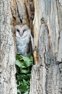 Barn Owl-2.jpg