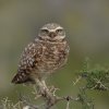 Burrowing-Owl-5.jpg