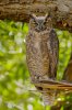 Great Horned Owl-42.jpg