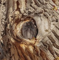 Western-Screech-Owl-2.jpg