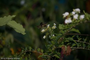 IMG_0308.jpg