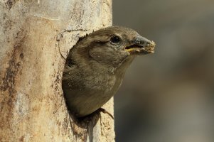 HouseSparrow_F_14910.JPG