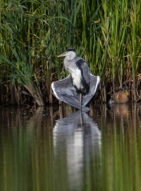 Heron doing yoga.jpg