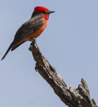 vermilion flycatcher.jpg