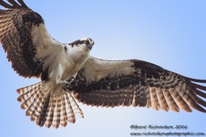 Osprey in flight 1-2 - Copy.jpg