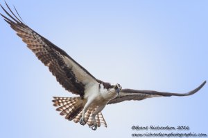 Osprey in flight 3 - Copy.jpg
