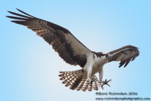 Osprey in flight 5 - Copy.jpg
