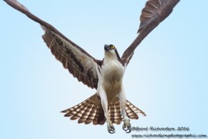 Osprey in flight 4 - Copy.jpg
