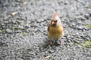 CR Female Cardinal.jpg