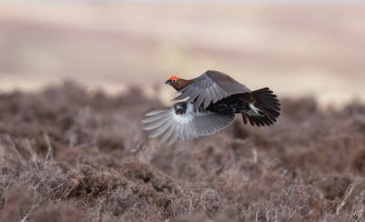 5803 Pulling Away.jpg