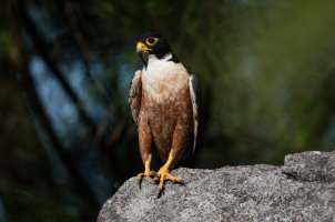 9157 Black Shaheen.jpg