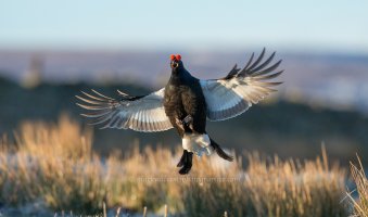 6014 the Boss is Back.jpg