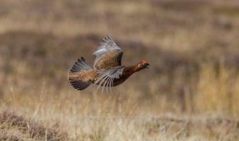 6115 Red Grouse Fly By 5.jpg
