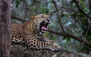 8973 Leopard Snarl.jpg