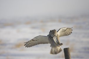 _MG_2926 Great Horned Owl.jpg