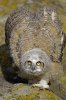 4844 Great Horned Owl Chick Threat Posture 2.jpg