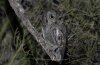 2508 Western Grey Sawet Owl.jpg