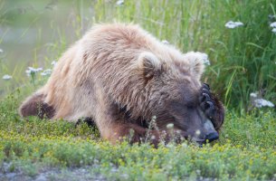 2990 Manfrotto, mammals.jpg