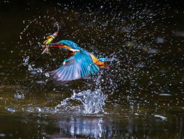 Kiingfisher feeding.jpg