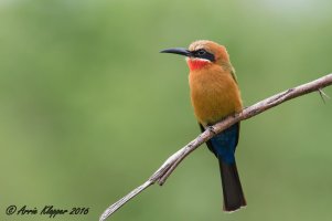 Rooikeelbyvreter KNP AWK-8283.jpg