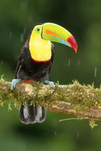 keel billed toucan 2_0536.jpg