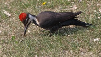 Pileated in grass_32009.JPG
