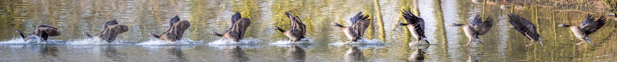 New Panorama1-Edit-2.jpg