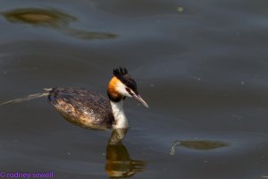 grebe.jpg