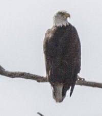 bald eagle dead horse.jpg