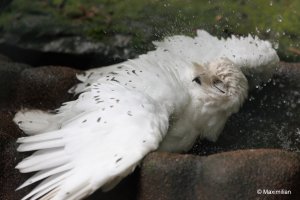 bathing_snow_owl.JPG