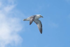 Orkney Gulls-102.JPG