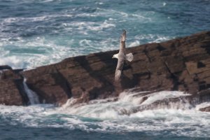 Orkney Gulls-103.JPG
