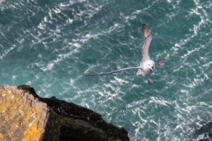 Orkney Gulls-104.JPG