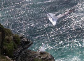 Orkney Gulls-105.JPG