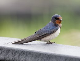 Barnswallow_3Q7A4462_DxO_croppedCR.jpg