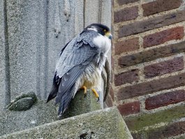 peregrinefalcon_3Q7A5054_CR.jpg