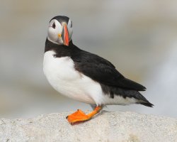 Puffins-ready for printing 003.jpg