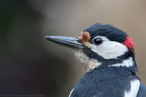 Grote bonte specht_1DXII003222.jpg