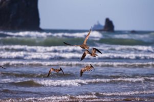 whimbrels haystack lighthouse.jpg