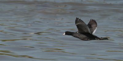 American-Coot-32.jpg
